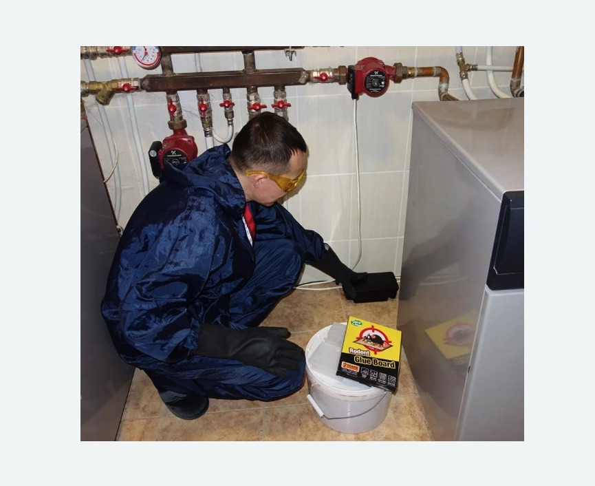 Уничтожение крыс Уничтожение крыс Кировский завод метро Спб